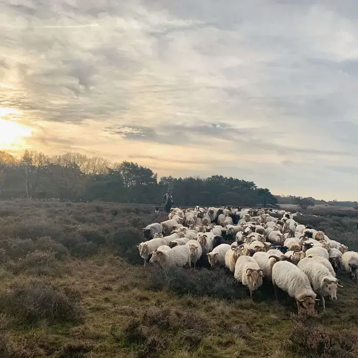 Sheep or Shepherd?